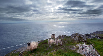 Sheep's Head Peninsula
Ireland's Atlantic Seashore:Collins Press:What sets Sheep's Head apart from the three neighbouring Peninsula's is it's remoteness, and unspoiled landscape. It is reputed to have the mildest climate in Ireland because of it's proximity to the Gulf Stream. The highest point on the peninsula is just 345m.The headland at the end of the peninsula between Bantry Bay and Dunmanus Bay.
The Sheeps Head Way is a long distance walking route of 88km (55 miles) traversing Sheeps Head Peninsula Following old tracks and roads the route starts and finishes in Bantry and takes you to Sheeps Head at the tip of the peninsula. The Sheep's head way was officially opened by President Mary Robinson in july 1996. the walks are clearly defined, the trek takes you along ridges, moors and coastline routes. Altogether , it is easy terrain for the holiday walker. Suggested Walking schedule recommends, Bantry- fionn McCool's Seat, Kilcrohane, Durrus and return to Bantry. a Visit to Bernie Tobin's Cafe at the tip of the Peninsula is a must, the apple tart is well worth tasting. Bernie has been an advocator of the Sheep's Head Way, since it's inception and is often seen painting the walkers signposts on the the Sheep's Head.Photo:Valerie O'Sullivan